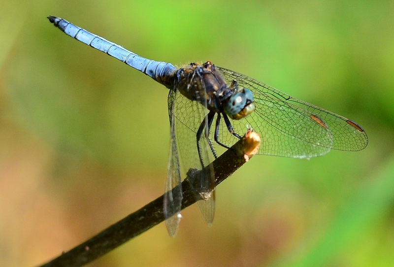 Orthetrum coerulescens